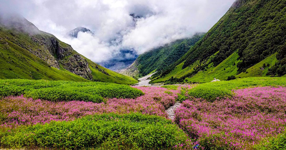 valley of flower